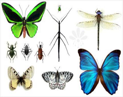 آموزش انواع حشرات.فروردین 99